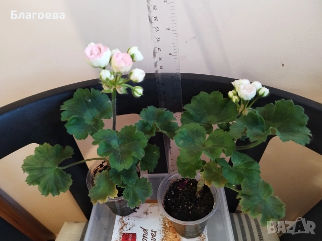 Сортово Мушкато 3 €/бр - 4 сорта , снимка 4 - Стайни растения - 44395633