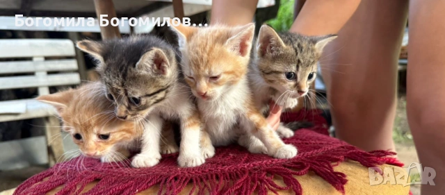 Спешно търся дом за 4 малки котенца, снимка 3 - Други - 54931995