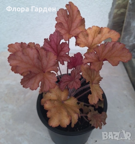 Хойхера, Хойхерела, Тиарела, снимка 12 - Градински цветя и растения - 55001292