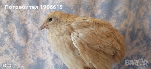 Пъдпъдъчи яйца, оплодени и за консумация , снимка 7 - други­ - 54754648