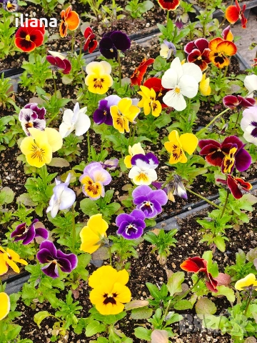 Продавам теменужки, снимка 8 - Градински цветя и растения - 54018865