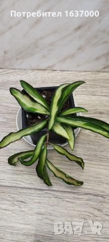 Хоя Wayeti tricolor 