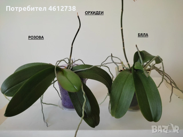 Орхидеи, сансевиера и драцена, снимка 2 - Стайни растения - 53375558