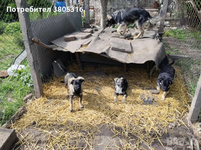 подарявам кученца, снимка 6 - Други - 54445778