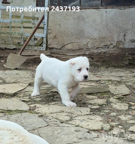 Алабай (Средно Азиатска Овчарка ), снимка 4 - Алабай - 54035161