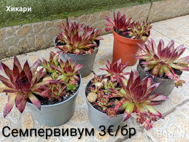Семпервивум - дебелец / Делосперма / Ешеверия 