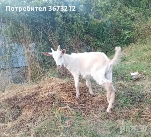Продавам мъжко яре 