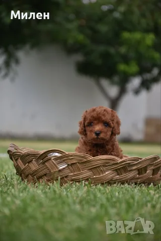 Той пудел Toy poodle, снимка 11 - Пудели - 55006000
