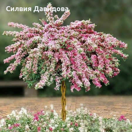 Вайгела /розов, бял, червен, снимка 14 - Градински цветя и растения - 52501247