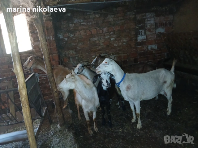 Свободни редовни кози, снимка 3 - Кози - 55153241