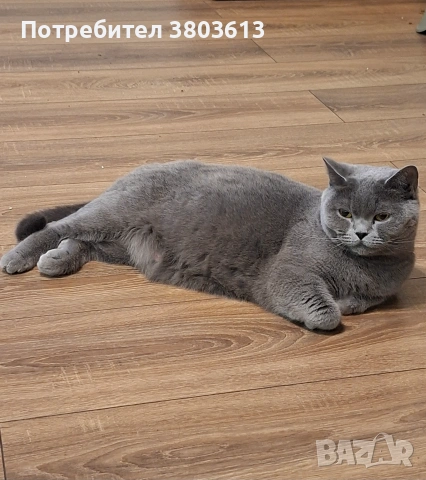 Британски късокосмести, снимка 12 - Британска късокосместа - 55016574