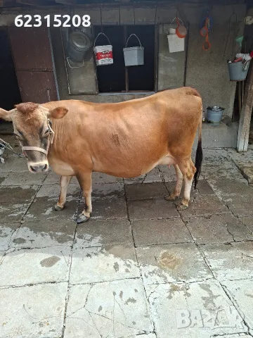 Юница "Джерсе". , снимка 3 - Крави - 55429311