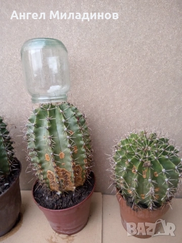 Кактус, снимка 3 - Стайни растения - 54257733
