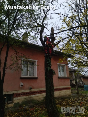 Рязане на опасни дървета от сертифицирана и професионална фирма с богат опит- Мустакатите братя ЕООД, снимка 17 - Други услуги - 55163199