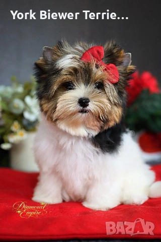 Йорки, Малка принцесса за деца и възрастни ! Доставка 