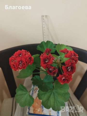 Мушкато различни цветове от 1 € и 2 €/бр, снимка 18 - Стайни растения - 54865354