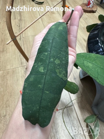 Hoya Хоя Perak 