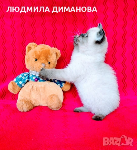 Шотландски мъжки със сини очи. , снимка 11 - Британска късокосместа - 54465113