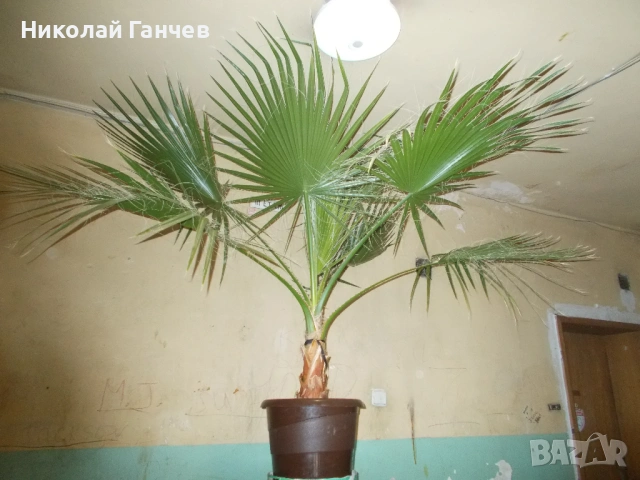 Продавам палми Вашингтония Филифера