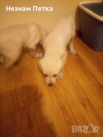 лабрадор ретривър, снимка 5 - Лабрадор ретривър - 53998654