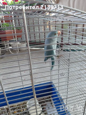 Продавам ръчно хранен Малък Александър от 2026 г., снимка 6 - Папагали - 55343280