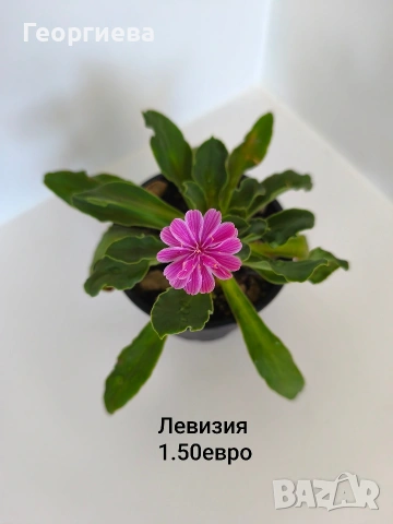 левизия