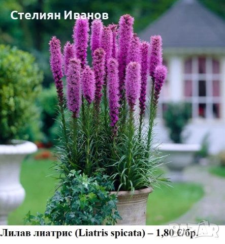 Лиатрис (Liatris spicata) - лилав и бял; грудки, снимка 2 - Сортови семена и луковици - 53656309