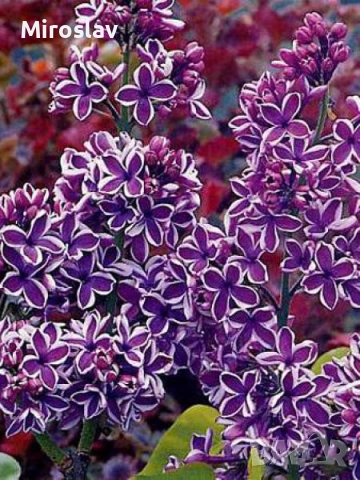 Люляк (4-налични цвята), снимка 4 - Градински цветя и растения - 54198868