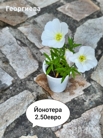 градински растения , снимка 8 - Сортови семена и луковици - 54944668