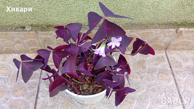 Оксалис Oxalis triangularis