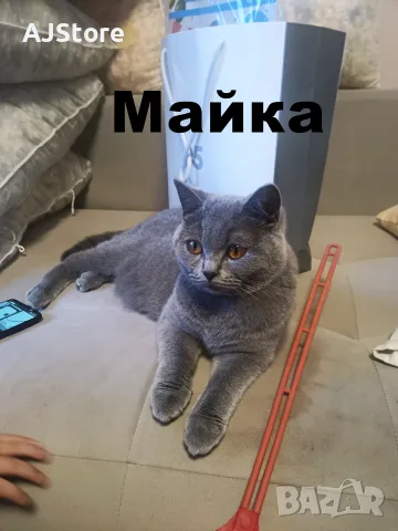 Британско правоухо момиче, снимка 5 - Британска късокосместа - 55613842