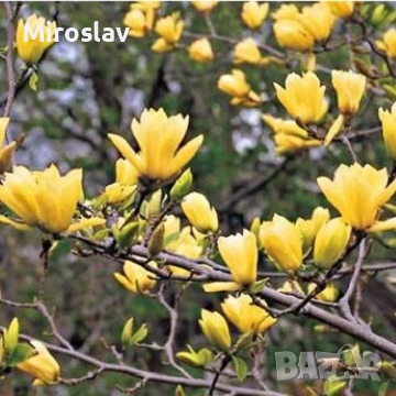 Магнолия „Жълт фенер“, снимка 5 - Градински цветя и растения - 54803893