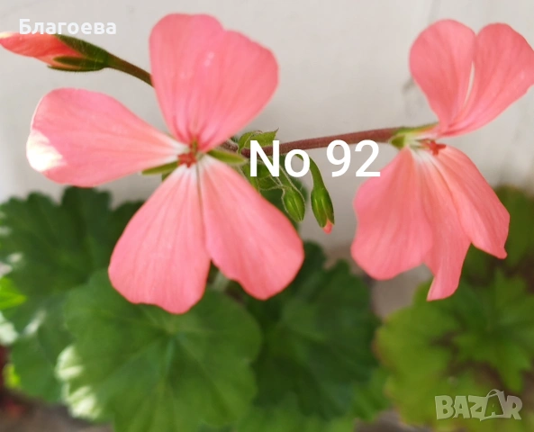 Комплект вкоренени резници Мушкато 10 бр - 10 цвята , снимка 13 - Стайни растения - 54010380