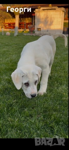 Алабай (Средноазиатска овчарка), снимка 4 - Алабай - 54258626