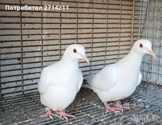 Бели гугутки , снимка 2 - Гълъби - 54240220