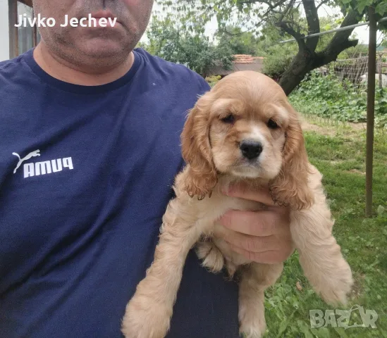 Кокер Шпаньол - , снимка 3 - Кокер шпаньол - 55324960
