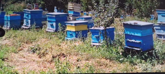 продавам кошери пчели 