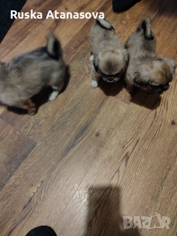 Сладки пекинезчета 