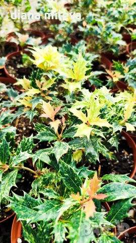 Османтус Гошики, Osmanthus heterophyllus Goshiki, снимка 3 - Градински цветя и растения - 54609924