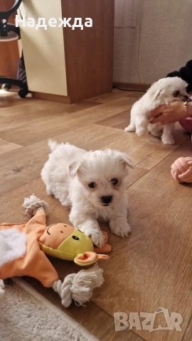 Малтийска болонка , снимка 8 - Болонка - 54257659