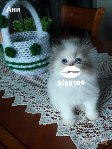 УНИКАЛНО КОТЕНЦЕ МЕЧТА .