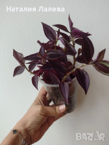 Традесканция, tradescantia purple Joy, снимка 3 - Стайни растения - 55231670