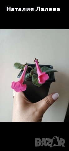 Мини синингия