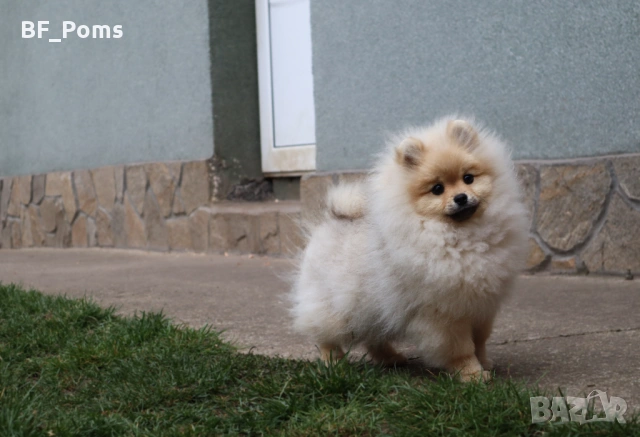 Чистокръвно момченце померан с родословие FCI, снимка 5 - Померан - 50219721