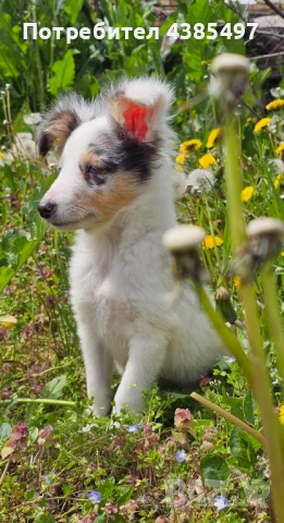 Момче Шелти мини Коли , снимка 3 - Коли - 53650176