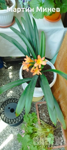 Clivia / Кливия