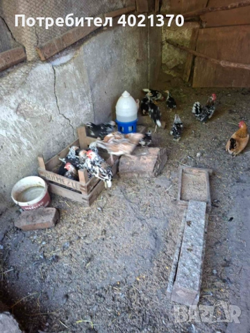 Японки, снимка 5 - други­ - 54722668