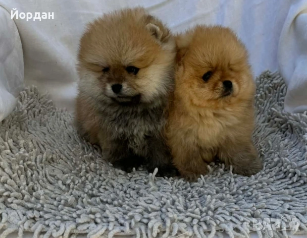 померани момчета