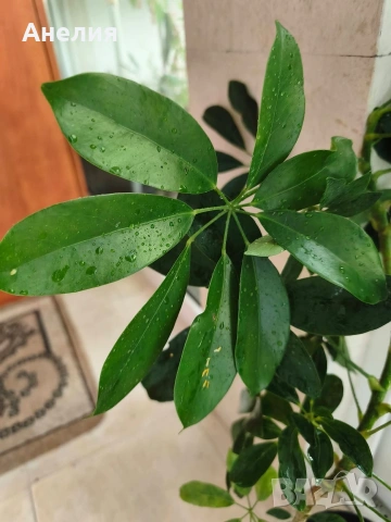 Шефлера голяма Schefflera arboricola, снимка 2 - Стайни растения - 55052754