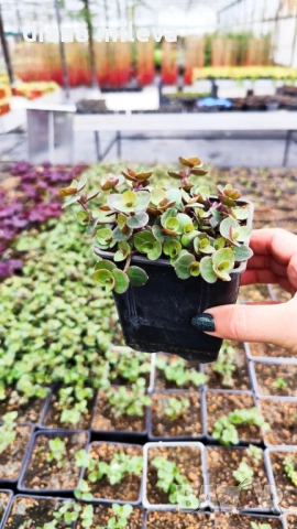 Кализия, Callisia Repens Care, снимка 12 - Стайни растения - 42265579